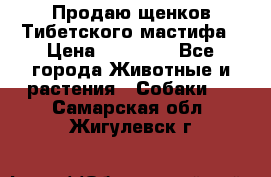 Продаю щенков Тибетского мастифа › Цена ­ 45 000 - Все города Животные и растения » Собаки   . Самарская обл.,Жигулевск г.